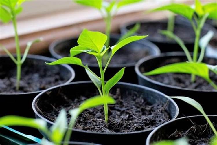 大棚散花菜反季节栽培技术,什么时候种植,怎样管理