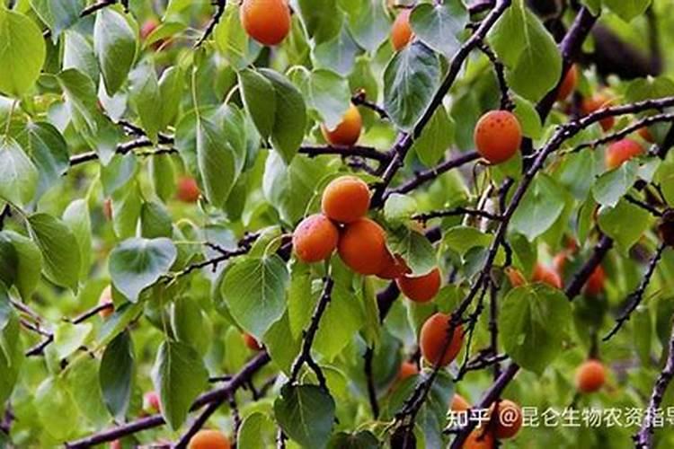 杏树枝干生的黑色小圆泡属于啥病用啥办法可以除掉它