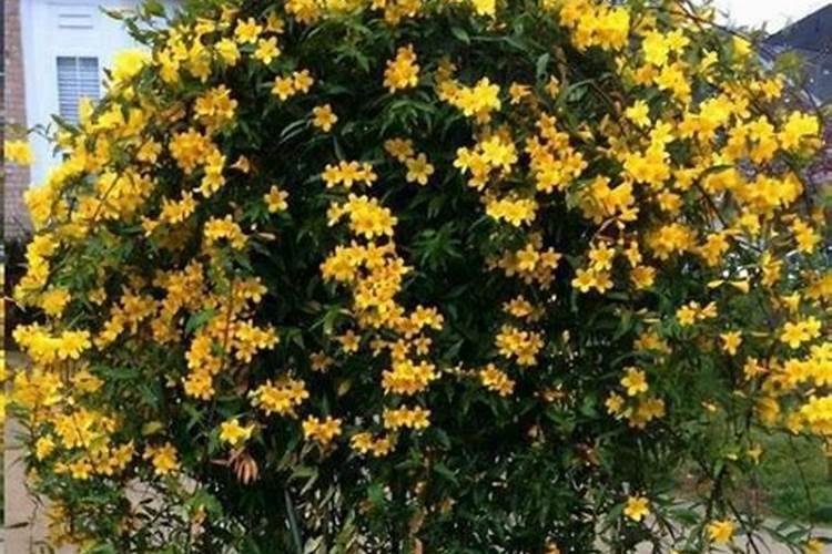 鱼蛋白肥如何辨别好坏？