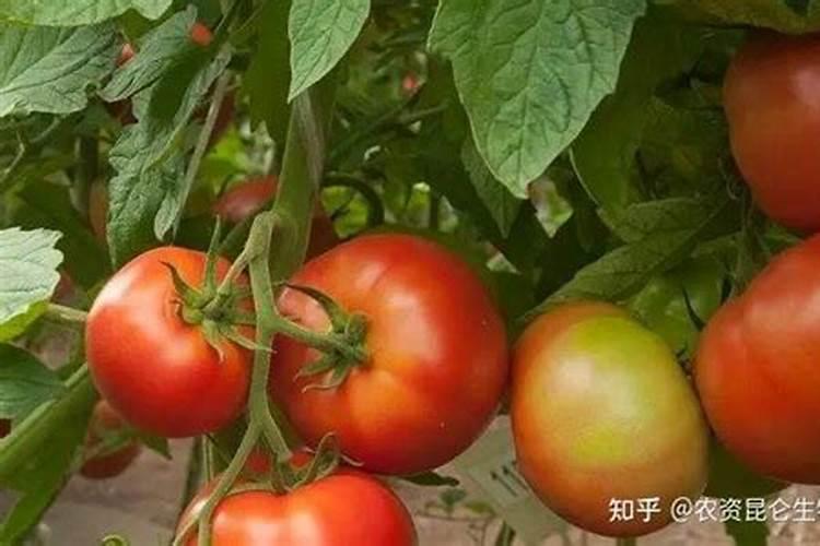 种鱼腥草用什么肥料最好