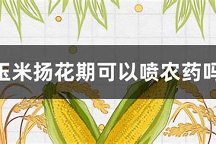 玉米授粉期能否打药？