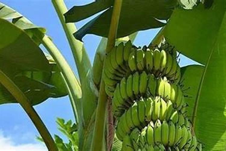 香蕉有哪些传统的施肥方法？