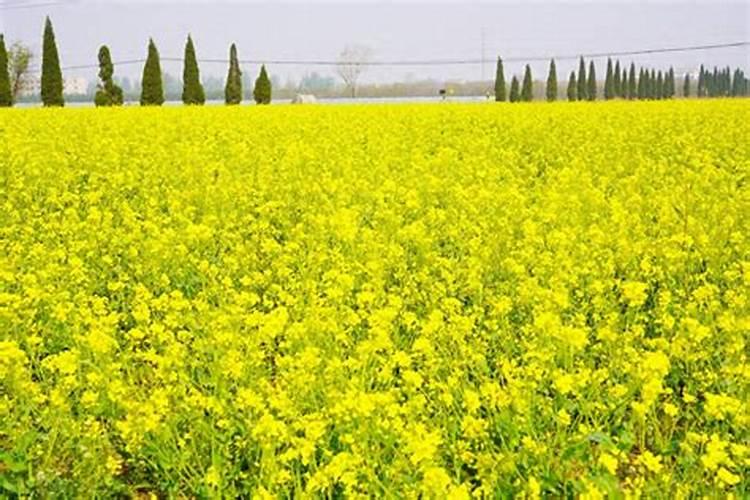 葡萄花期为什么不让浇水,开花的时候施什么肥