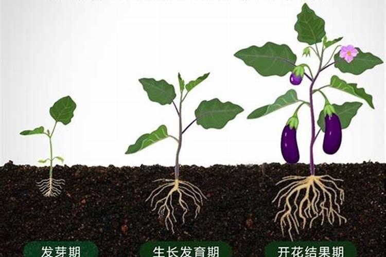 尿素能浇哪些花