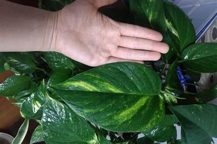 沃柑的种植要求