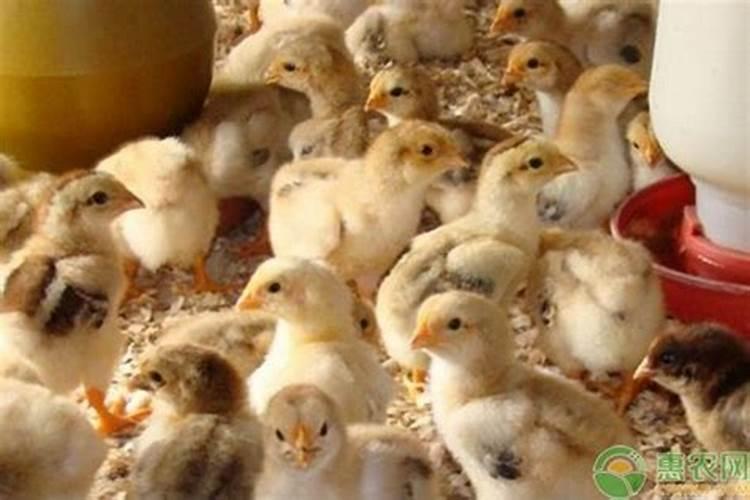 为什么091沃柑的果子大小不均匀呢