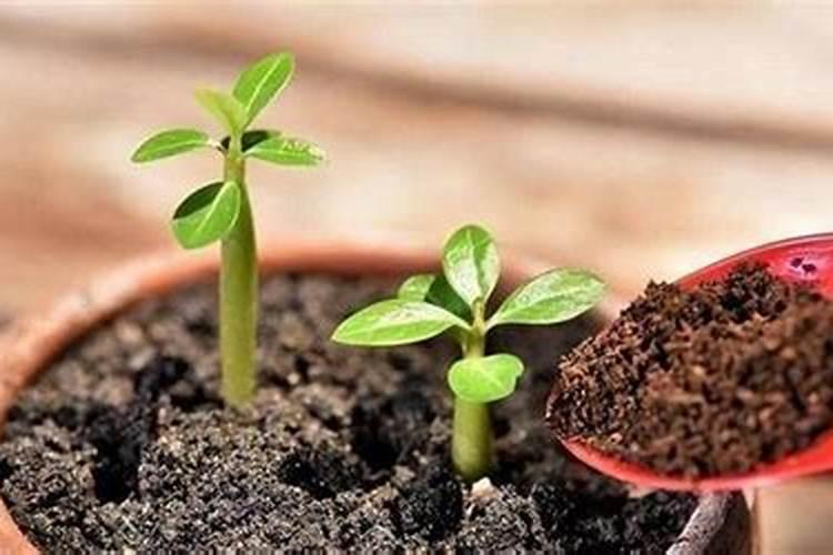 辣子苗的种植方法 辣子苗如何种植