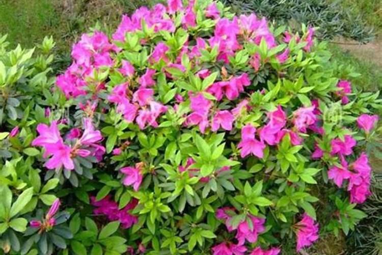 内蒙古草原纯净生物科技有限公司怎么样？