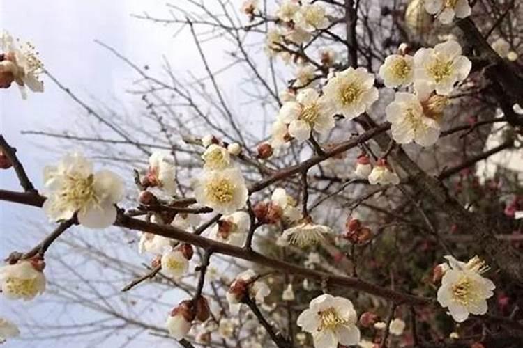 秋季盆栽梅花施什么肥料 梅花施什么肥好