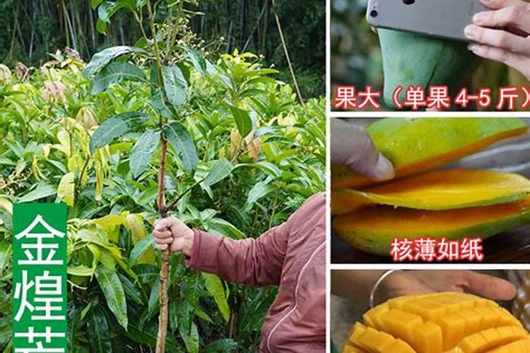 蝴蝶兰喜肥吗 喜欢施什么肥料