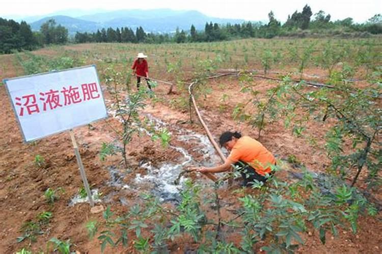 七八月份能否给苹果树灌沼液？