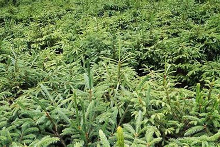 蝴蝶兰喜肥吗 喜欢施什么肥料