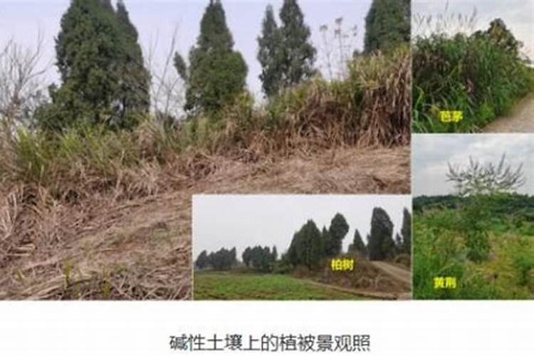 黄腐酸钾的“骗局”