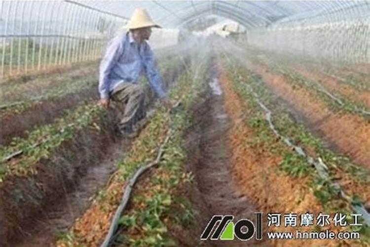 种鱼腥草用什么肥料最好