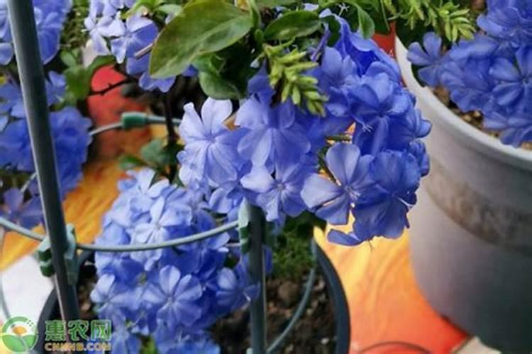 种玉米底肥用什么复合肥好