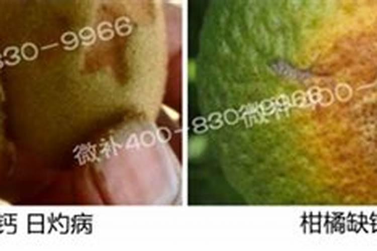 种玉米施底肥用啥肥料最好