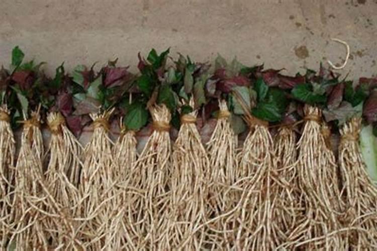 种鱼腥草用什么肥料最好