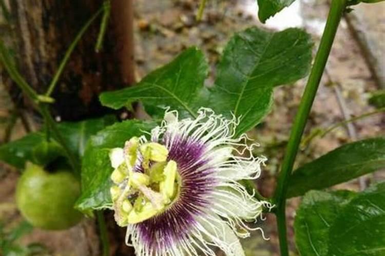 什么单位是肥单位