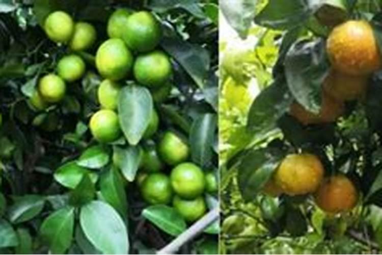 棉花枯萎病的防治措施及拯救方法