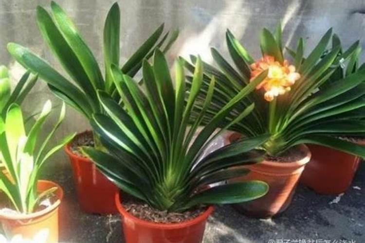 红薯和土豆哪个含钾高 吃红薯有什么好处