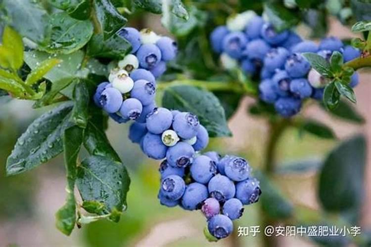 家中种植蓝莓,果实却不甜,是什么原因导致的？