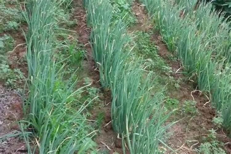 天竺葵什么季节播种