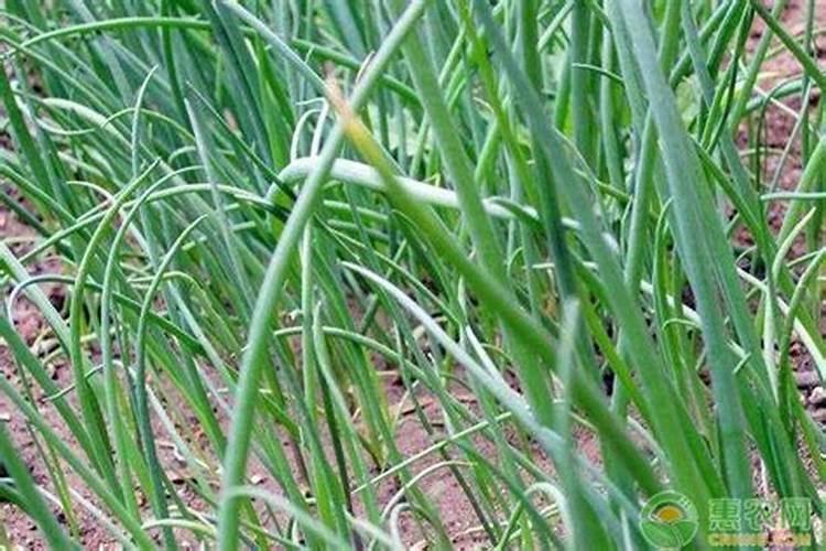 兰草花施什么肥料