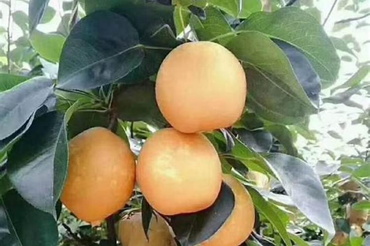 果树促花用什么叶面肥好？