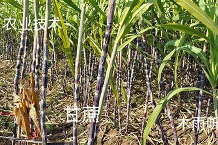 促进开花施什么肥料(果树促花用什么叶面肥好)