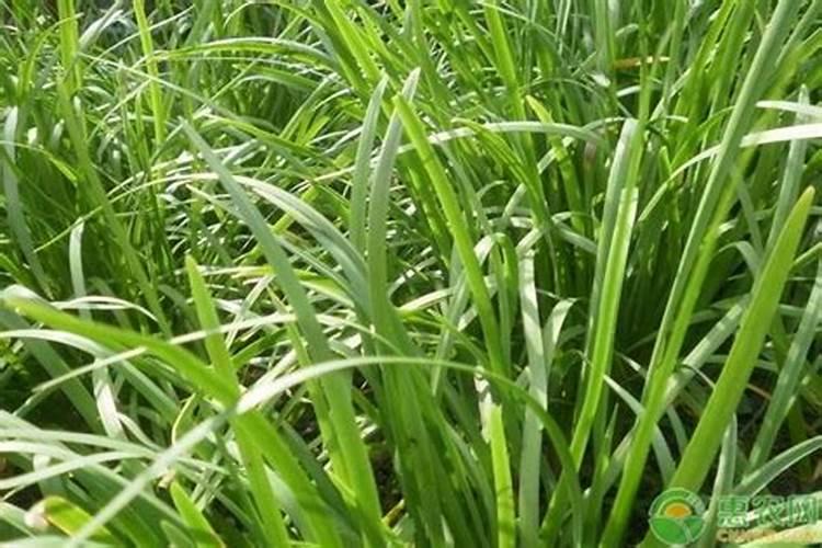 怎样让韭菜被割之后快速长出来？