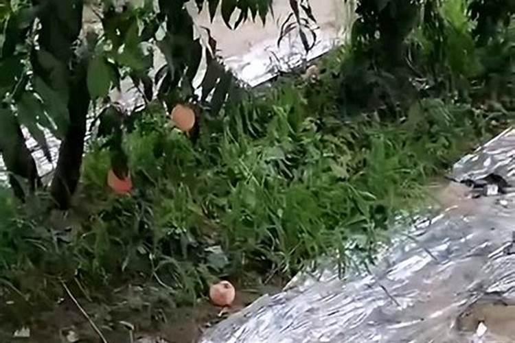 谁用过这个果树液体施肥枪的,效果如何