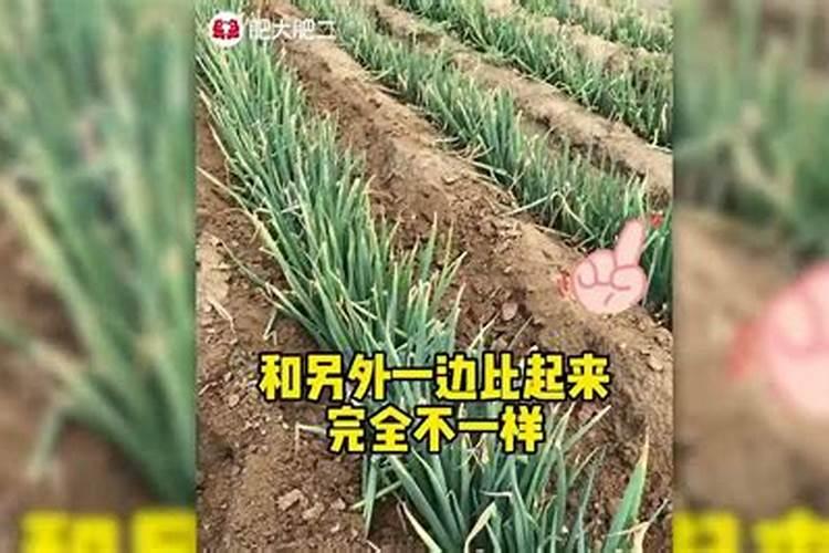 春季大葱育苗时间