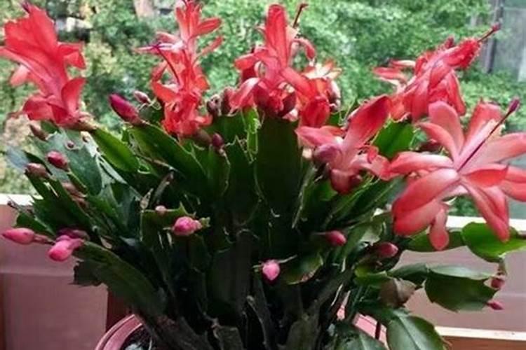 芒果花杆不红打什么药