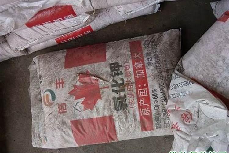 芒果生长期用化肥吗