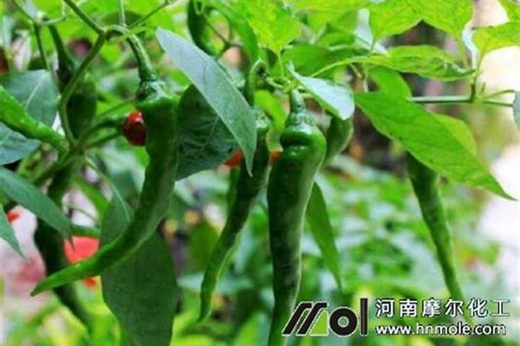 水溶肥灌根使用方法