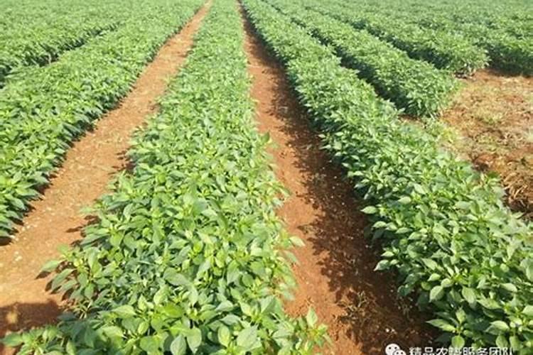 夏季辣椒落花落果严重怎么办？做好水肥管理是关键