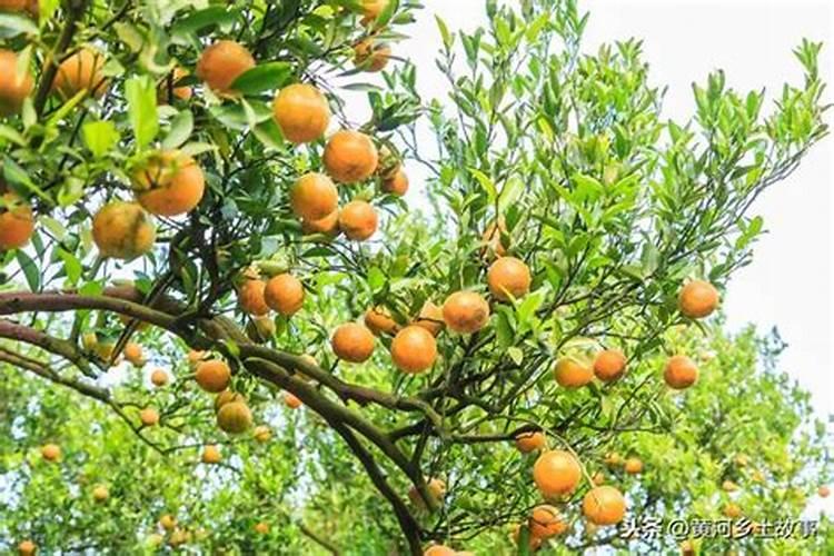 化肥和水溶肥的区别？