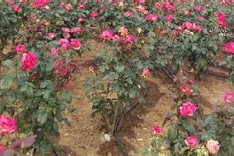 西梅种子盆栽如何催芽