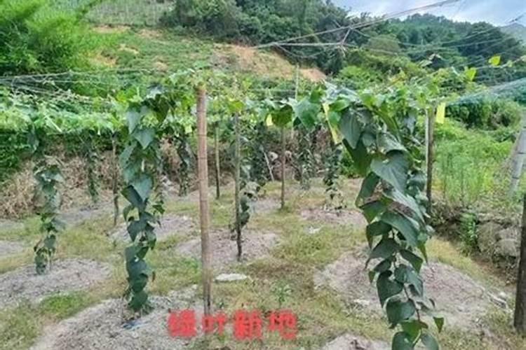 什么花喜欢骨粉肥哪些花适合用骨粉