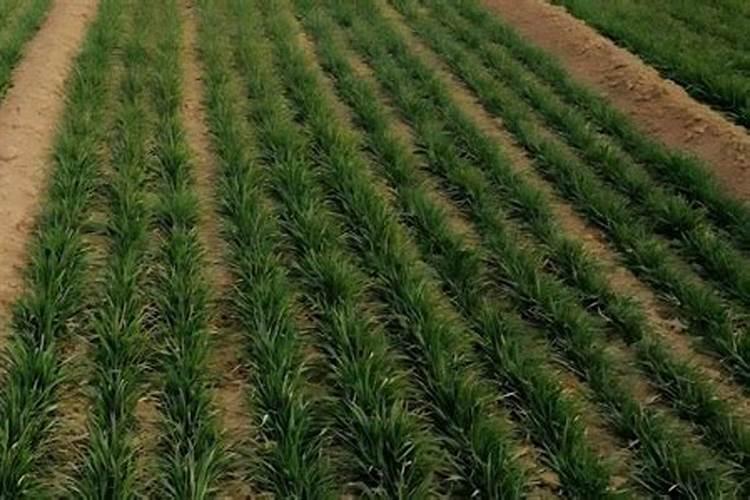 提高番茄产量需要怎么施肥