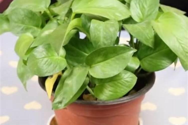 冲施肥含缩二脲会烧根吗