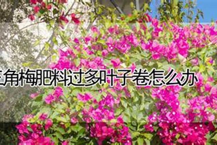 施肥烧了的三角梅是不是得多浇几遍水？