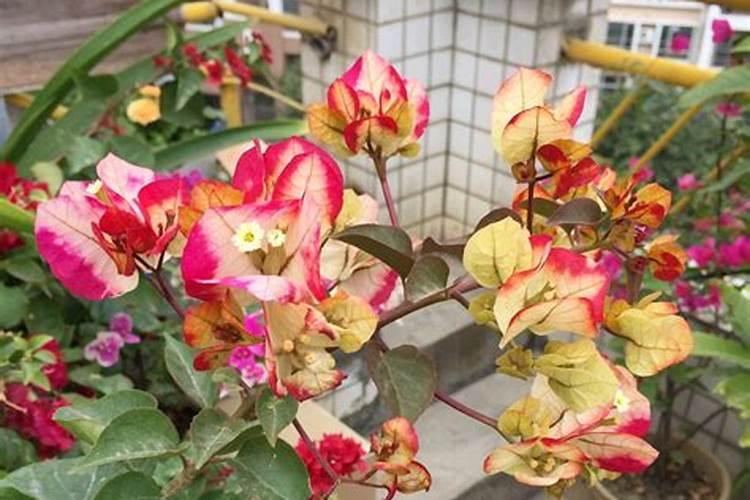 给三角梅换盆放多了复合肥会烧根吗