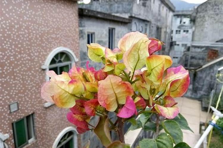 三角梅药害怎么补救