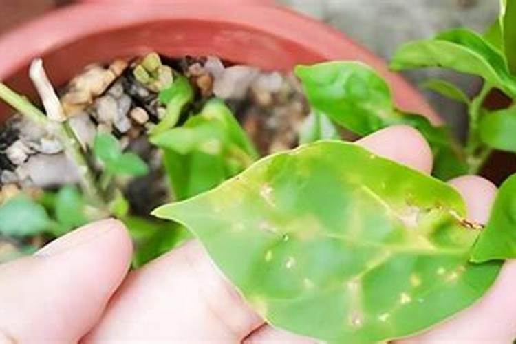 三角梅落叶怎么处理？