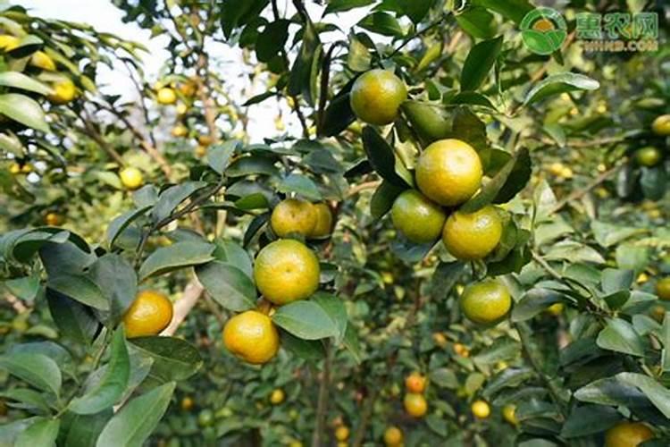 香菜根水栽方法