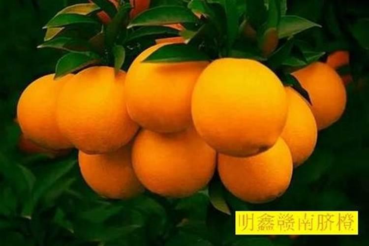 黄豆如何泡制氮肥