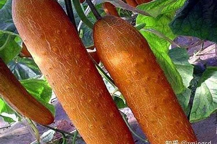 高氮水溶肥有什么效果,和尿素有什么区别