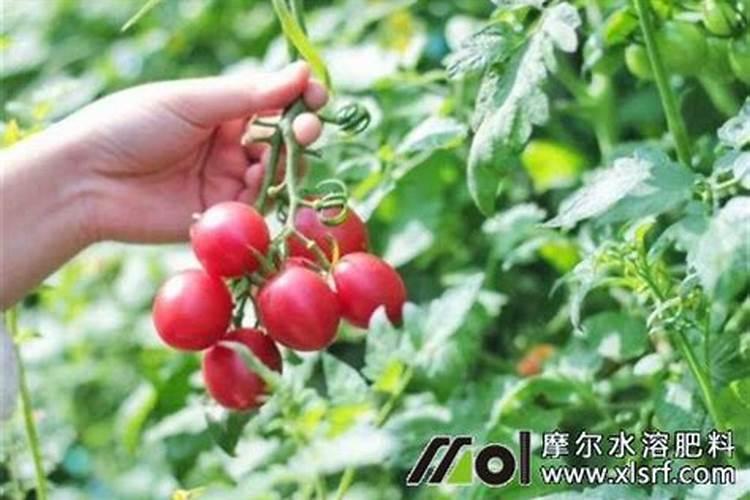 硝酸钾的生产厂家有哪些