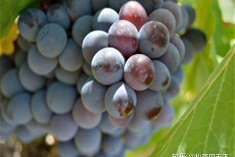 葡萄萌芽期施什么肥葡萄萌芽期施什么肥好